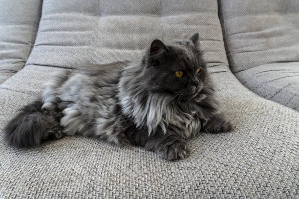 漂亮的灰色毛茸茸的猫可以用作背景、卡片、笔记本封面和其他用途图片下载