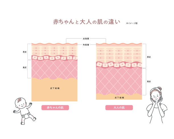 婴儿和成人皮肤描述皮肤层皮肤图片下载