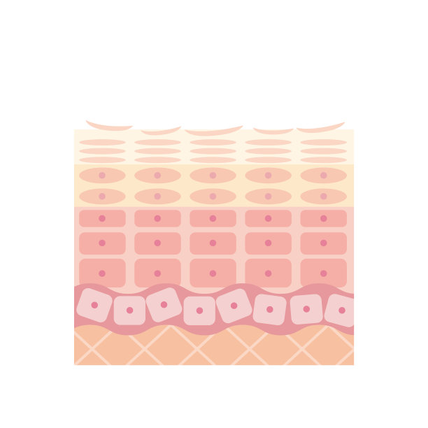 干燥皮肤表皮皮肤结构皮肤图美容学图片下载