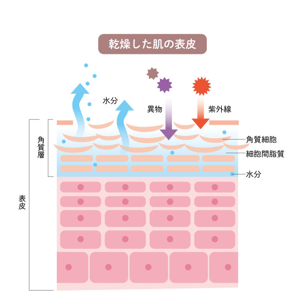 干燥皮肤表皮皮肤结构皮肤图美容学图片下载