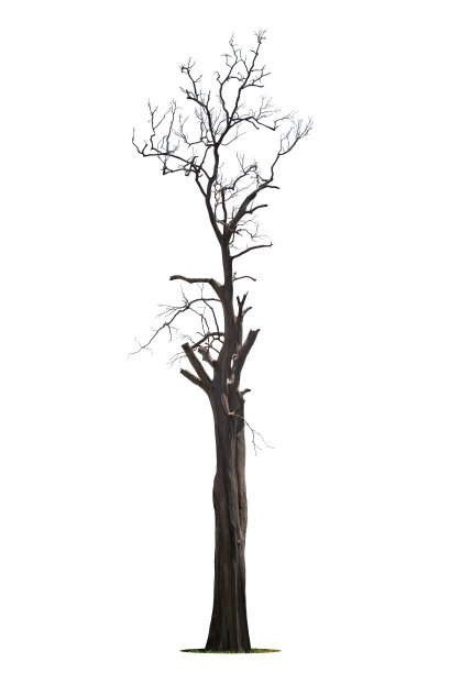 死树隔离图片下载