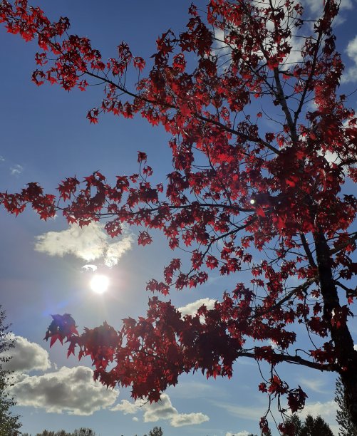 红枫树照片图片下载