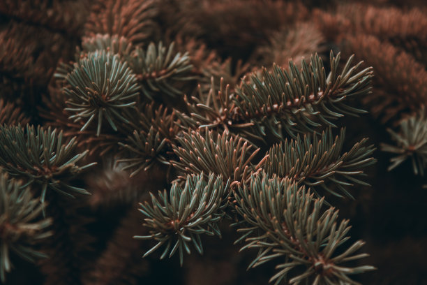 松树或云杉、冷杉多刺的树枝。黑色背景上蓬松的棕色针叶树枝特写。深褐色花卉背景设计，社交网络。水平的照片。图片下载