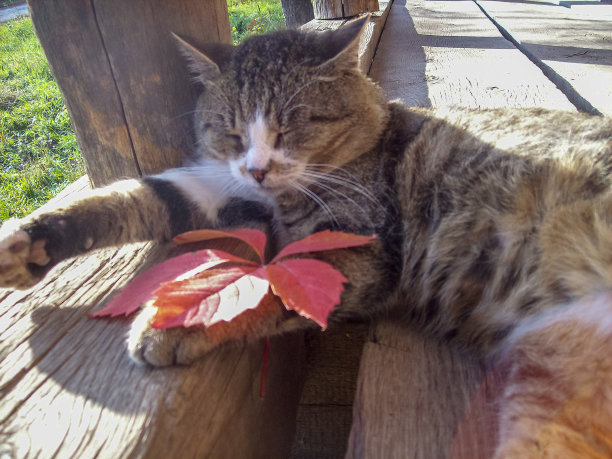 家猫特写肖像图片下载