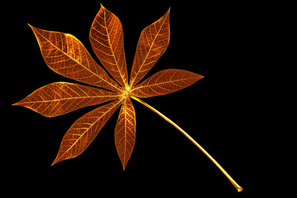 金色树叶黑色背景孤立特写，黄色金属木薯叶，金色花朵装饰，树枝，美丽的热带树叶插图，木薯植物枝条，艺术花卉设计元素图片下载