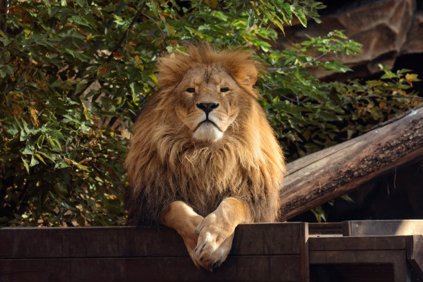 这是一幅美丽的狮子肖像，以山脉和圆木为背景。狮子的肖像看着相机。动物园里的狮子。图片下载