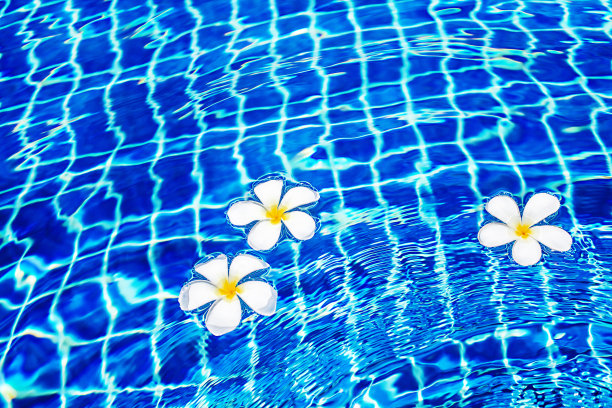 泳池碧蓝的水面背景，漂浮着白色鸡蛋花，池畔，热带海洋自然海滩，夏日度假，度假，水疗放松，酒店休闲，豪华度假，旅游图片下载