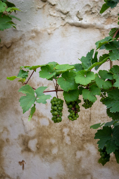 在德国，葡萄藤上挂着雷司令葡萄，墙上涂着灰泥图片下载