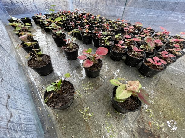 好树的苗圃要茁壮成长，要种植在不同的地方。图片下载