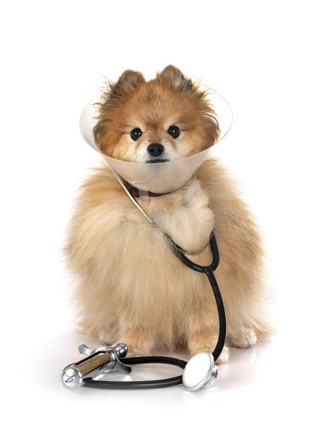 棕色的波美拉尼亚的图片下载