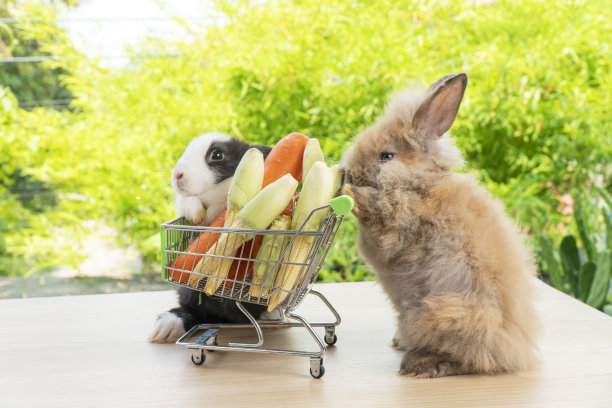 复活节节日兔子动物和网上购物的概念。两只可爱的小兔子推着购物车，在自然的背景下一起站在木头上，里面有新鲜的胡萝卜和玉米。图片下载