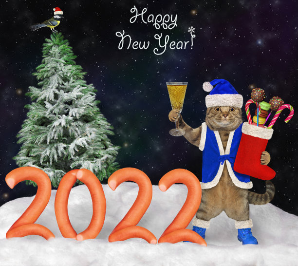 2022年，在森林里喝杯酒的猫图片下载