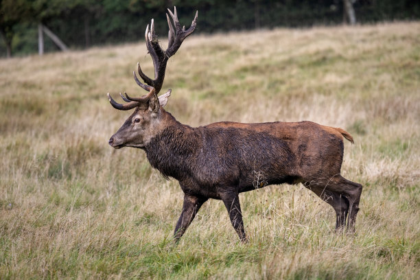 发情期的单身雄性马鹿图片下载