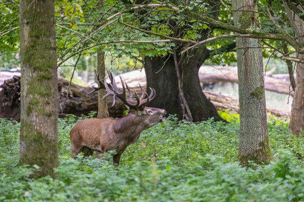 发情期的单身雄性马鹿图片下载