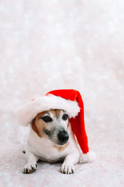 新年快乐概念与狗在圣诞老人服装库存照片图片下载