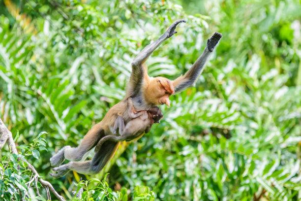 鼻猴或鼻猴幼虫图片下载