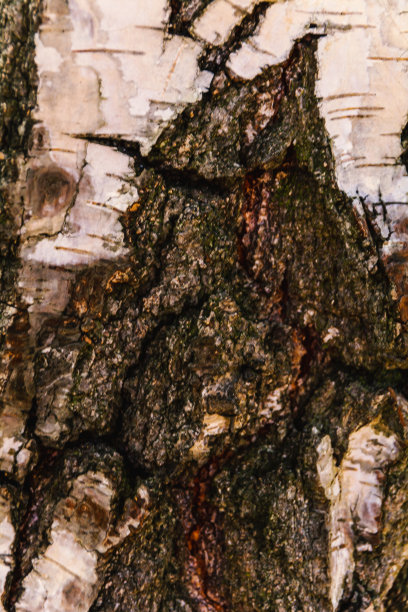 桦树皮作为进一步图形作品的自然背景。图片下载