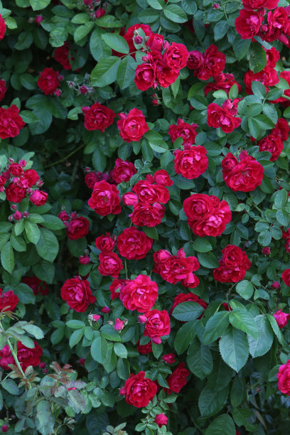 红玫瑰Amadeus。红色攀缘玫瑰开花的灌木。夏季装饰花园、公园。季节性的花。攀登者的花升起来了。墙纸上有红色攀缘玫瑰的花朵。登山者玫瑰Amadeus图片下载