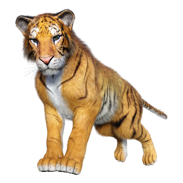 三维插图大猫老虎在白色图片下载