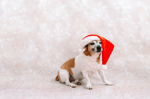 新年快乐概念与狗在圣诞老人服装库存照片图片下载
