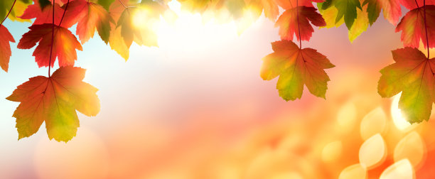 金色的秋天日落天空，红色和绿色的叶子图片下载