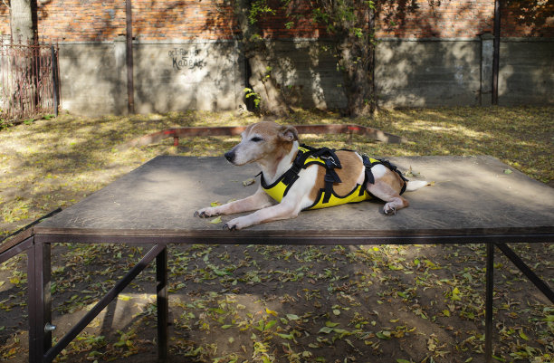 一只爪子酸痛的可爱老狗的肖像。杰克罗素梗躺在支持爪子的衣服，休息在公园的一张桌子上。一只瘫痪的狗生病后正在康复图片下载