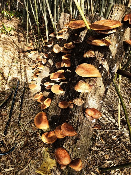 2020年蘑菇图片下载