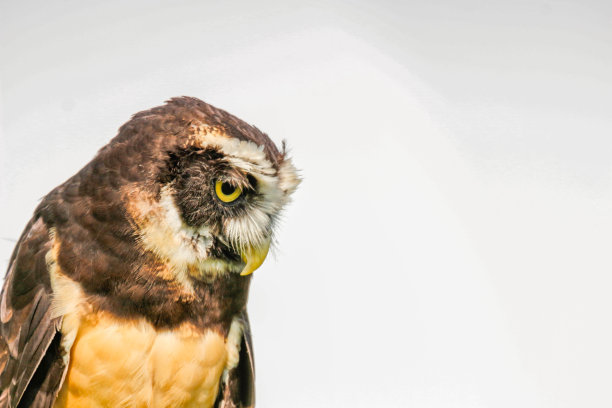 一只眼镜猫头鹰在树栖木上摆姿势图片下载