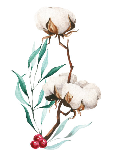 孤立白棉花枝，桉树和红浆果排列。圣诞节的花束。水彩手绘插图在白色的背景。水彩绘画。图片下载