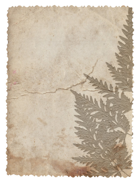 老式粗糙纸与植物浮雕纹理隔离图片下载