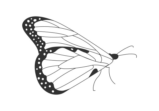 蛾侧视图图片下载