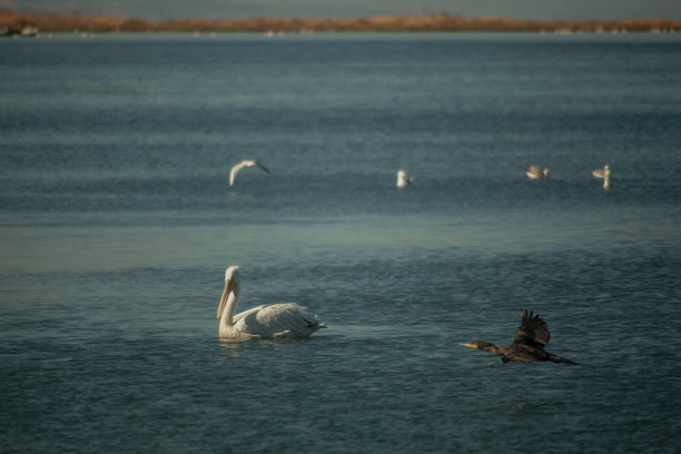栖息在宁静大海上的鸟儿图片下载