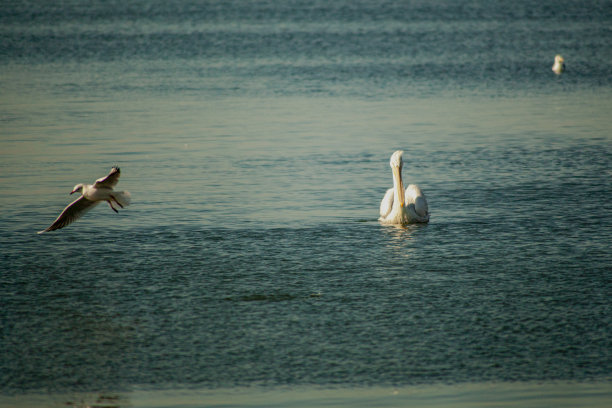 栖息在宁静大海上的鸟儿图片下载