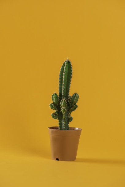 仙人掌图片下载