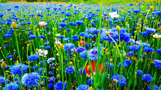 2017年花图片下载