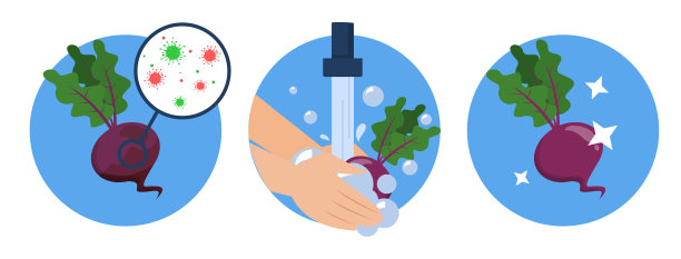 洗甜菜概念载体分离。肮脏的蔬菜图片下载