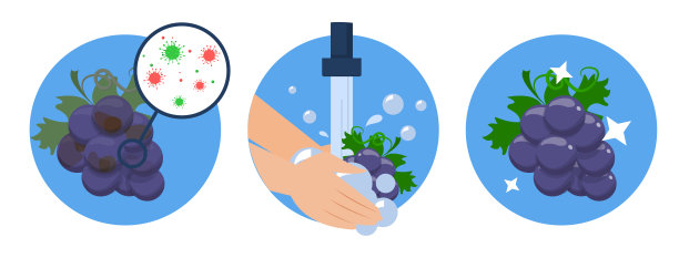 洗葡萄概念载体分离。肮脏的食物图片下载