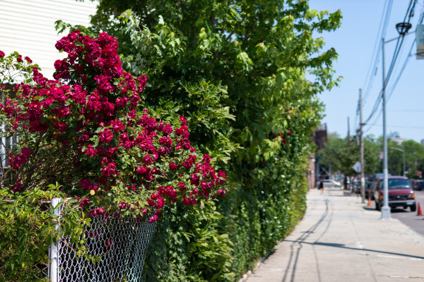 红玫瑰在纽约皇后区阿斯托利亚的一个空的社区人行道的铁链围栏图片下载