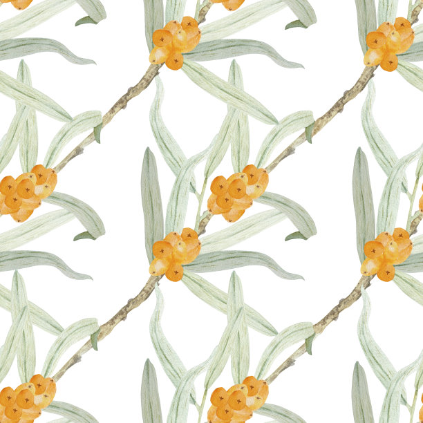 带有浆果和叶子的沙棘枝。药用水果植物水彩植物插图。图片下载