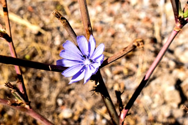紫色的花/宏观照片图片下载