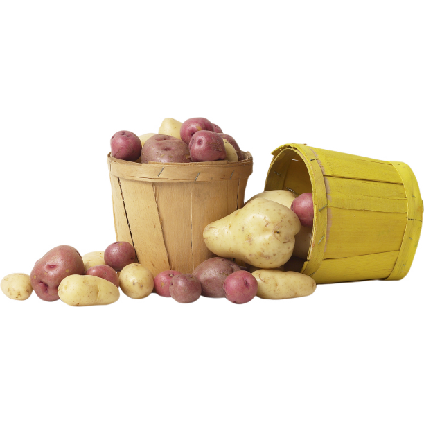 桶里的马铃薯图片下载