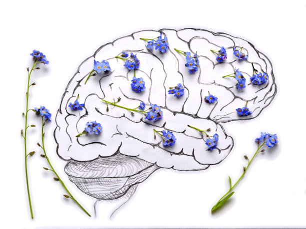 人类的大脑图片下载