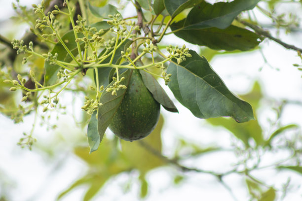 果园里长着牛油果的树。图片下载