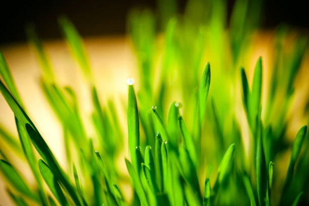 郁郁葱葱的草地上点缀着露珠图片下载