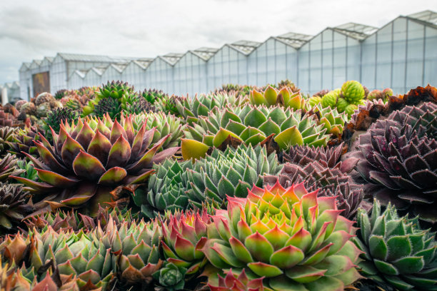 植物苗圃里五颜六色的房子图片下载