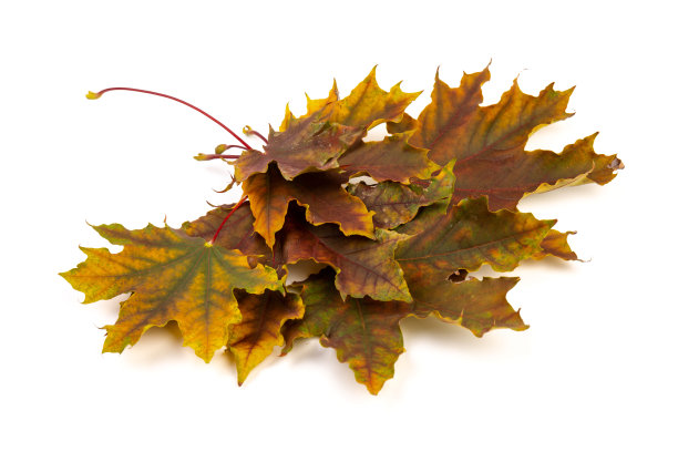 在白色的背景上给秋天的枫叶着色。图片下载