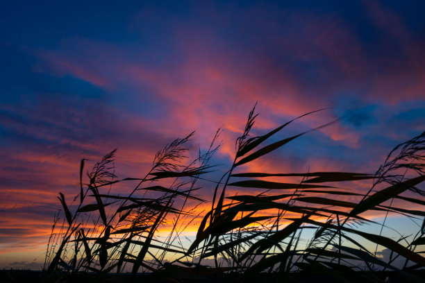 紫色的夜空映衬着芦苇羽影图片下载