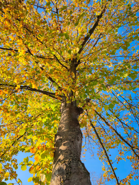 蓝色天空下黄色树叶的树图片下载