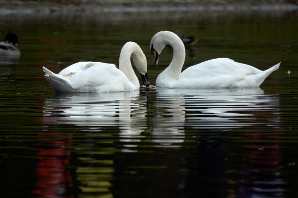 池塘里有美丽的白天鹅。图片下载