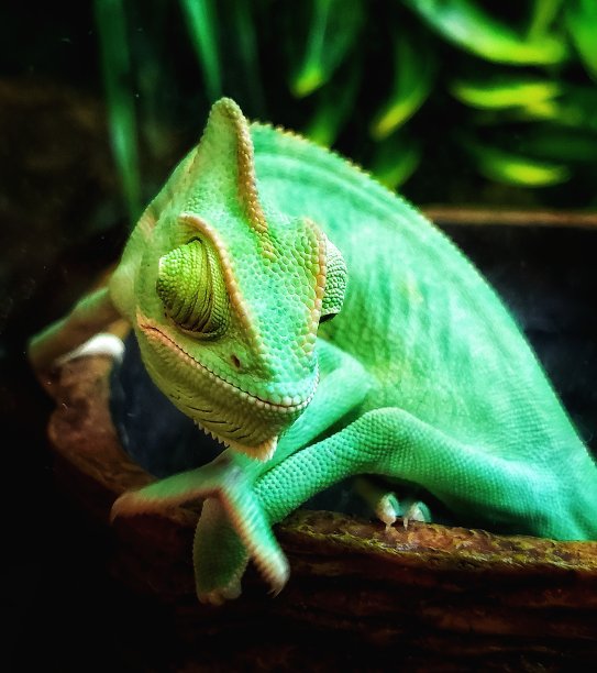 变色龙图片下载